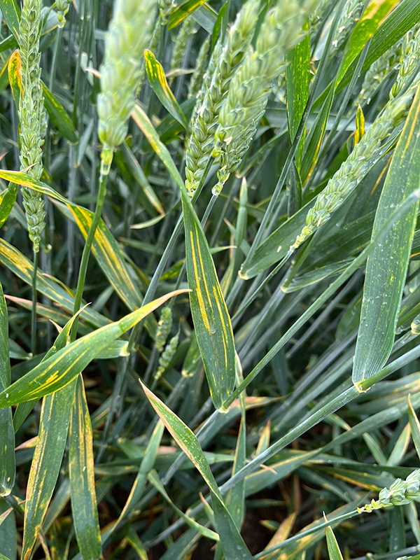 Gulrust i en hvedemark